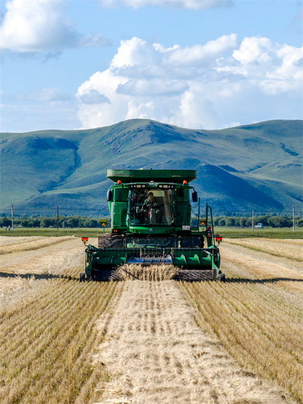 Milhares de hectares de campos de trigo recebem colheita de outono na Mongólia Interior