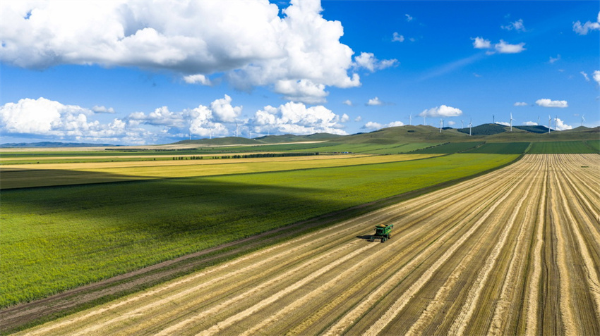 Milhares de hectares de campos de trigo recebem colheita de outono na Mongólia Interior