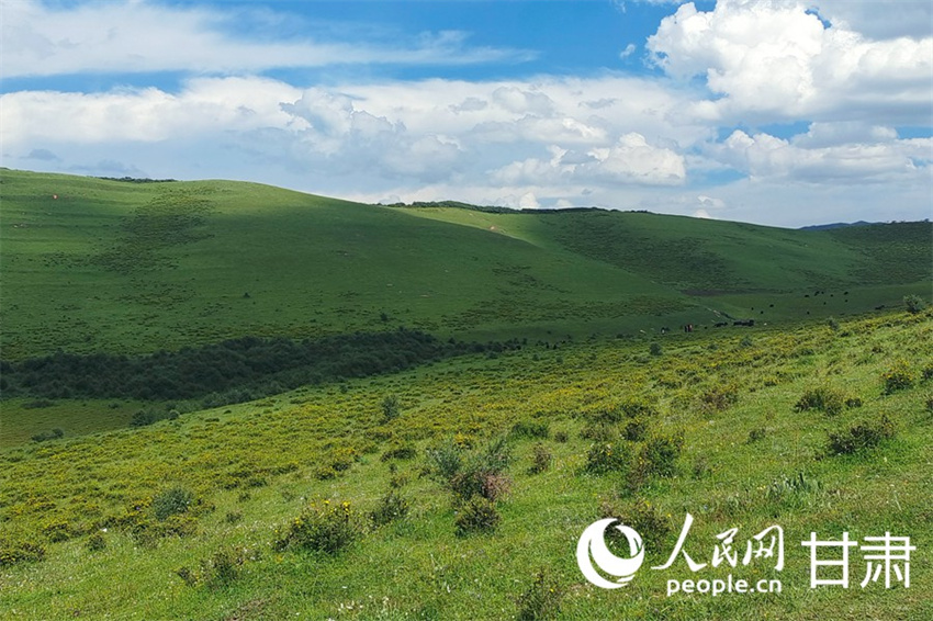 Galeria: paisagens idílicas de pastagens atraem turistas em Gansu