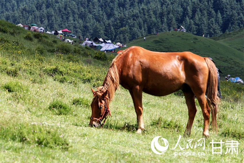 Galeria: paisagens idílicas de pastagens atraem turistas em Gansu