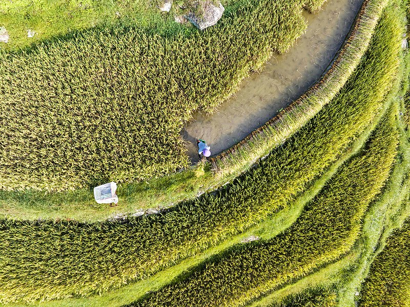 Guizhou: habitantes de Congjiang implementam modelo de desenvolvimento fundindo agricultura com turismo