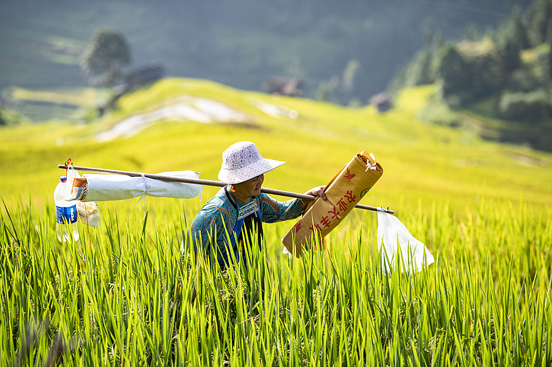 Guizhou: habitantes de Congjiang implementam modelo de desenvolvimento fundindo agricultura com turismo