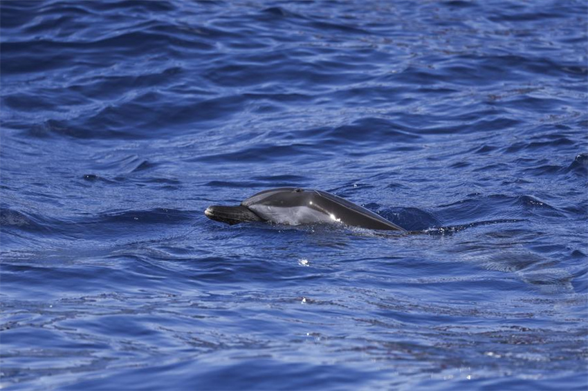 Golfinho encalhado é devolvido à natureza em Hainan