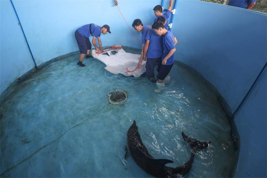 Golfinho encalhado é devolvido à natureza em Hainan