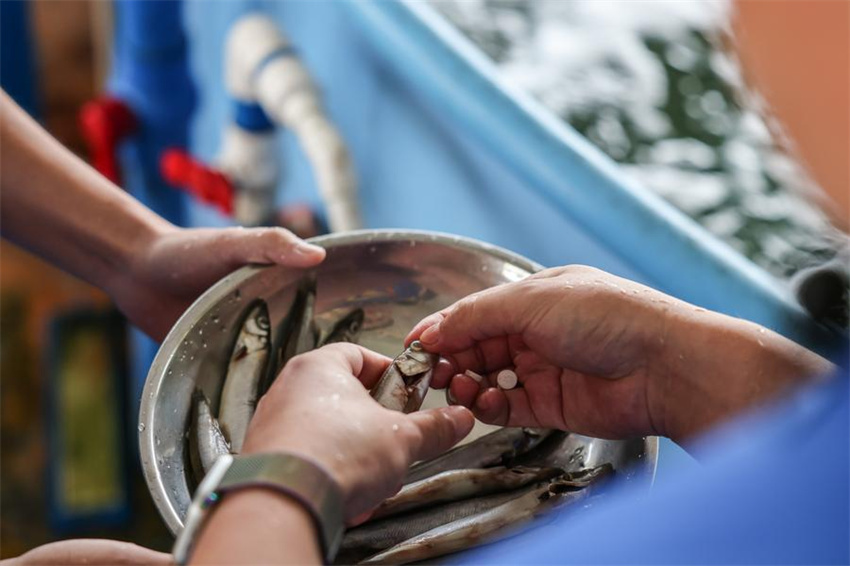 Golfinho encalhado é devolvido à natureza em Hainan