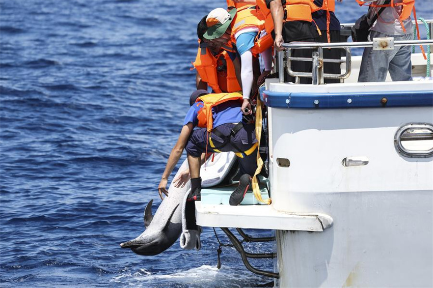 Golfinho encalhado é devolvido à natureza em Hainan