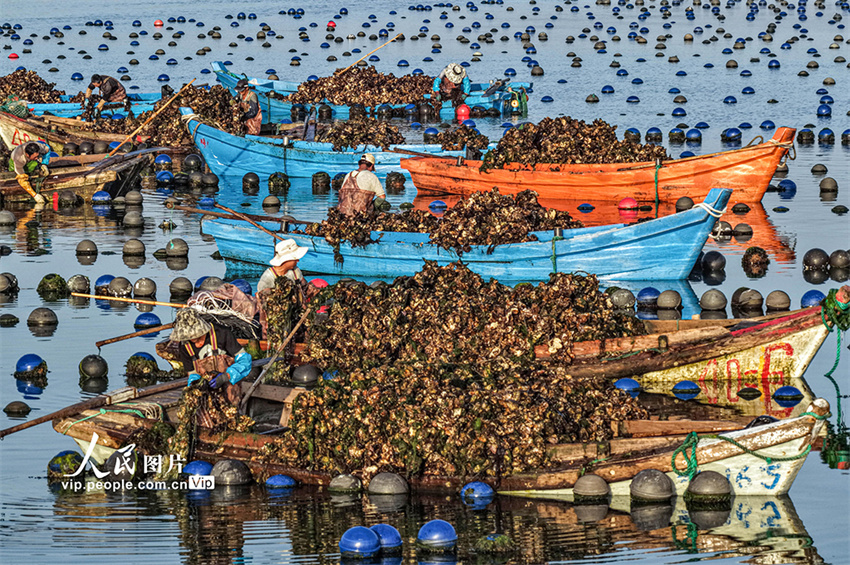 Ostras s?o colhetadas para mercado de Shandong, leste da China