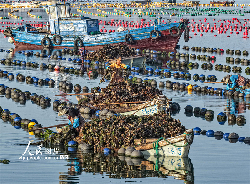 Ostras s?o colhetadas para mercado de Shandong, leste da China