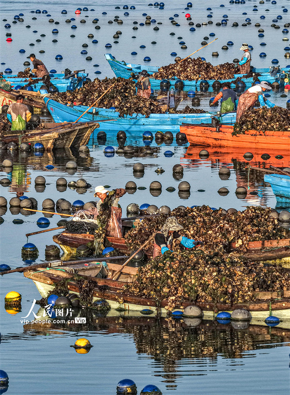 Ostras s?o colhetadas para mercado de Shandong, leste da China