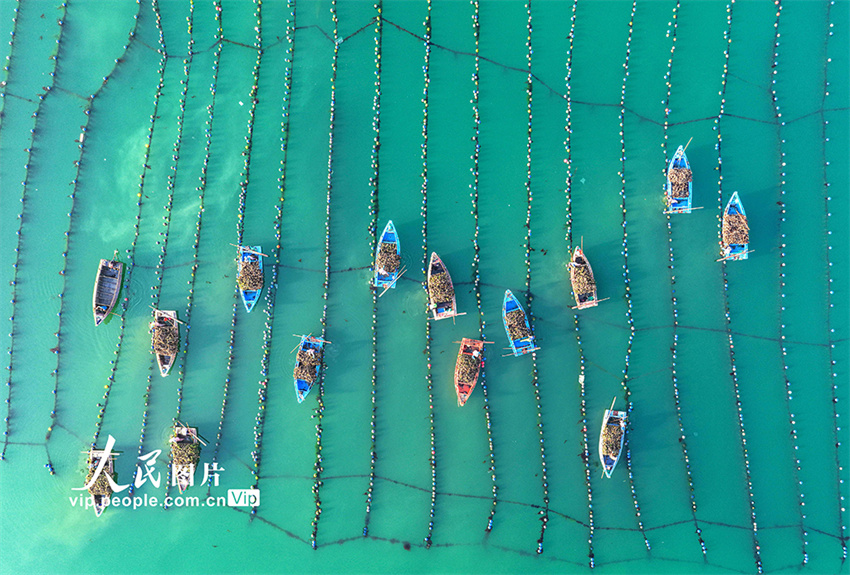 Ostras s?o colhetadas para mercado de Shandong, leste da China