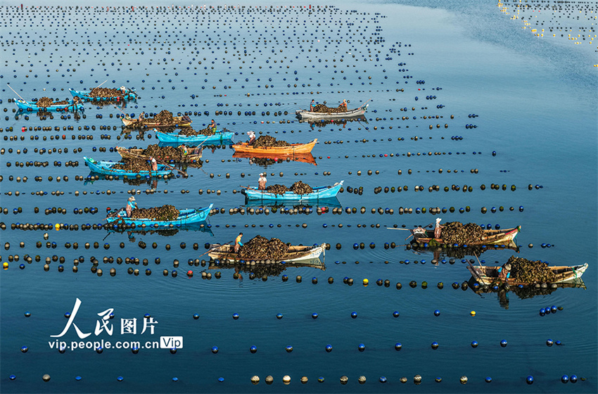 Ostras s?o colhetadas para mercado de Shandong, leste da China