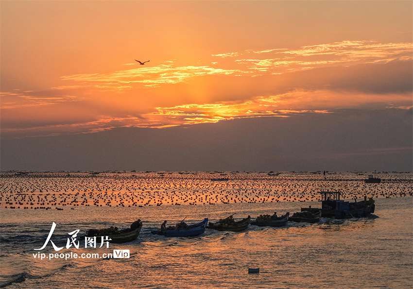 Ostras s?o colhetadas para mercado de Shandong, leste da China