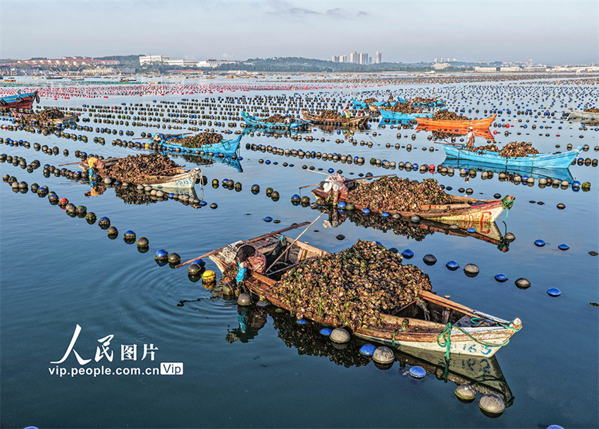 Ostras s?o colhetadas para mercado de Shandong, leste da China