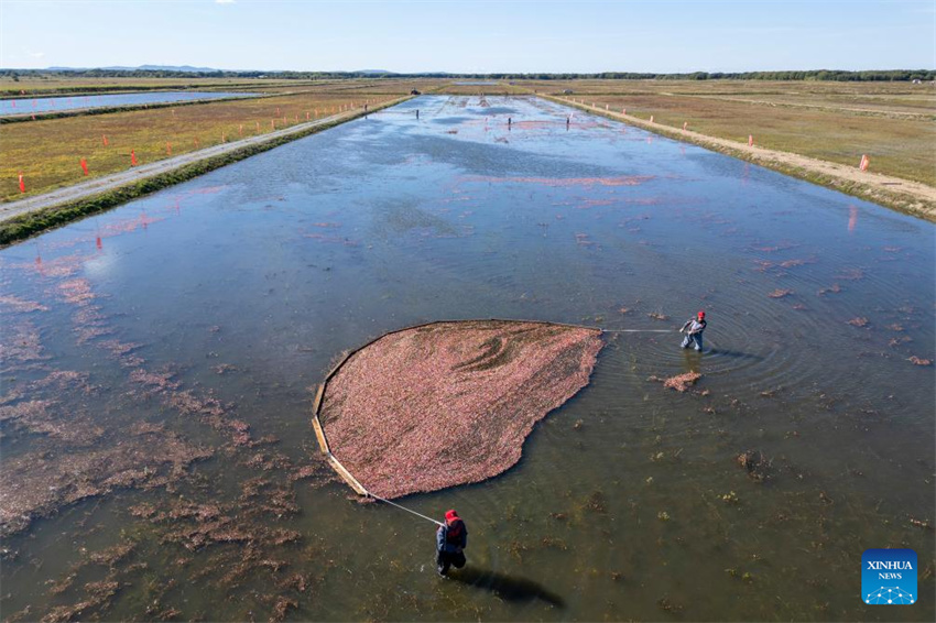 Festival de colheita de airela realizado em Fuyuan, Heilongjiang