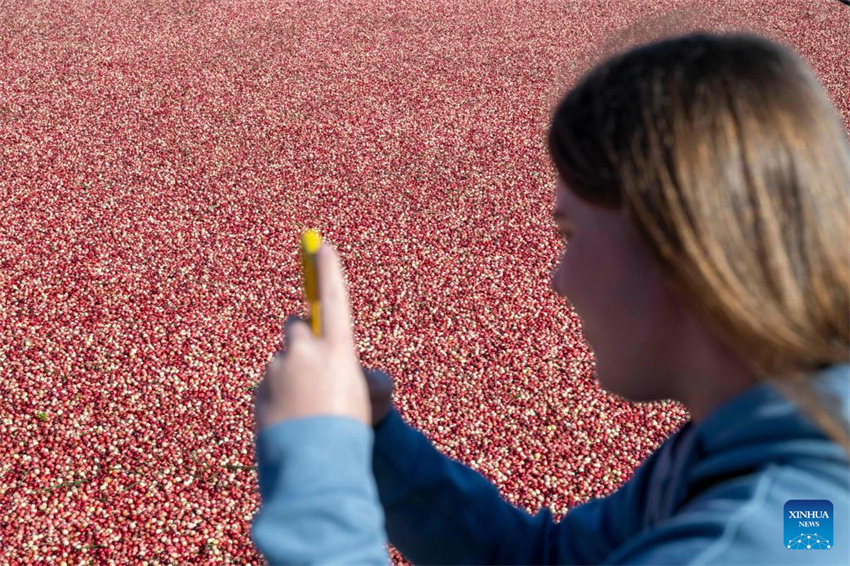 Festival de colheita de airela realizado em Fuyuan, Heilongjiang