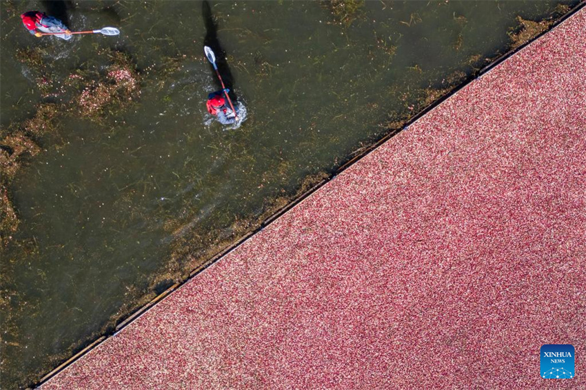 Festival de colheita de airela realizado em Fuyuan, Heilongjiang