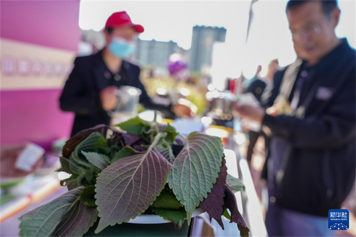 China celebra o 8o Festival de Safra