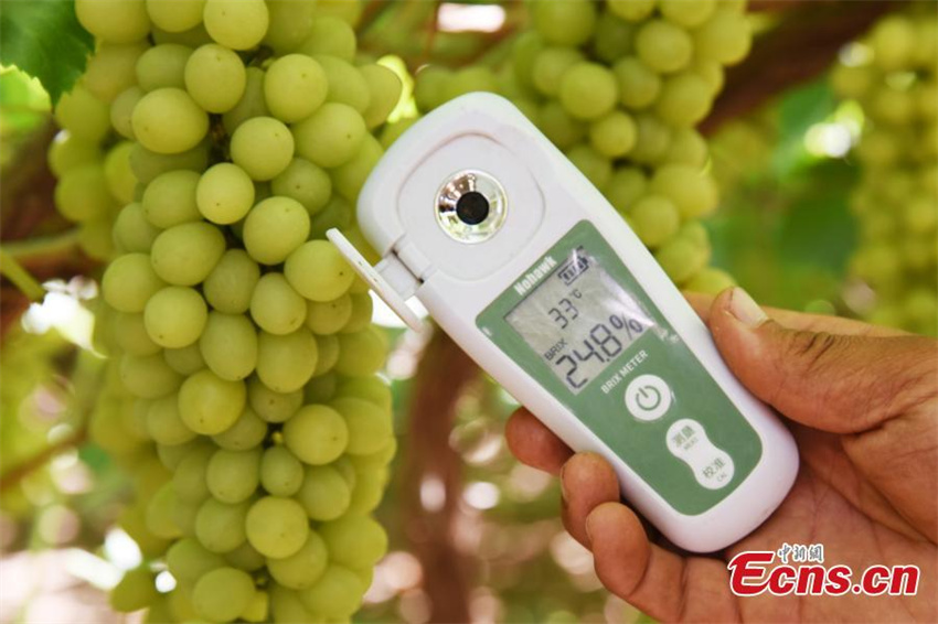 Xinjiang: uvas de Turpan amadurecem sob temperaturas extremas