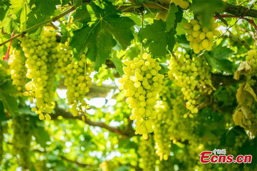 Xinjiang: uvas de Turpan amadurecem sob temperaturas extremas