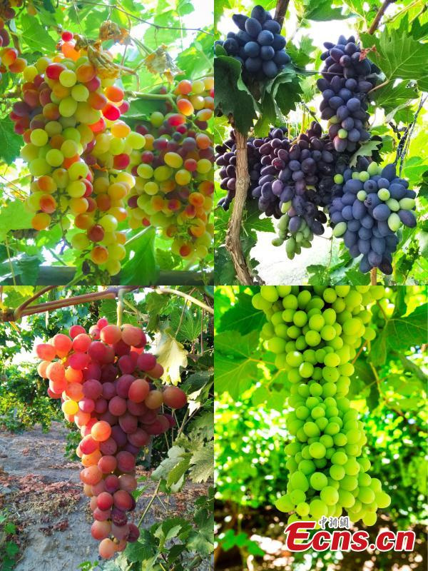 Xinjiang: uvas de Turpan amadurecem sob temperaturas extremas