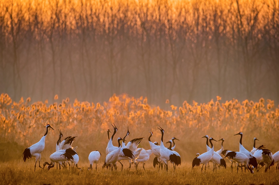 World Coastal Forum 2025 é inaugurado em Yancheng, Jiangsu