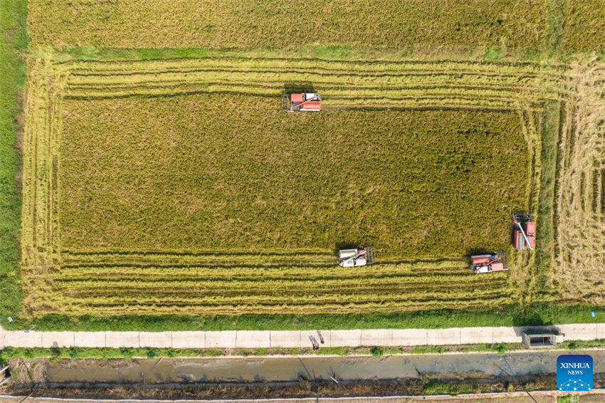 Condado de Nanxian, em Hunan, no centro da China, entra na temporada de colheita