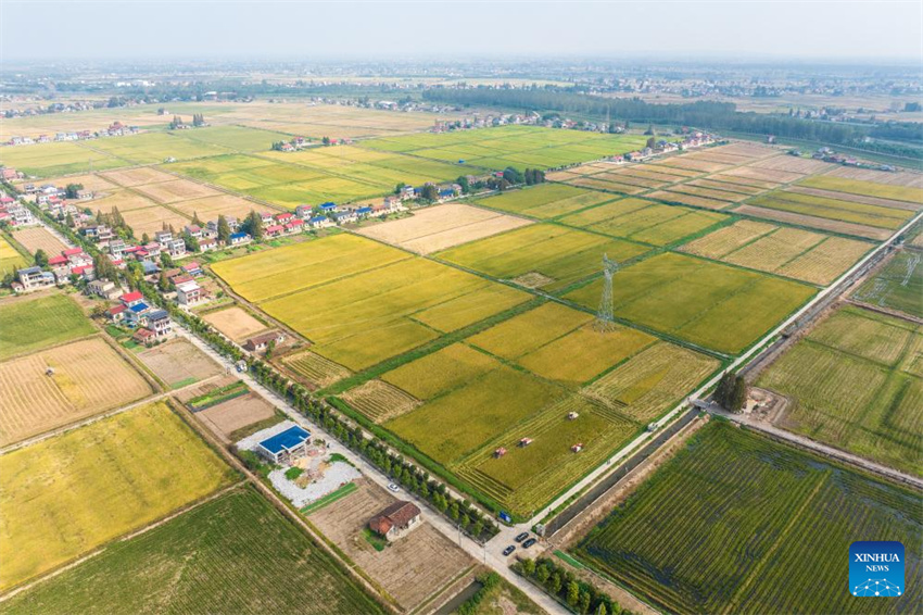 Condado de Nanxian, em Hunan, no centro da China, entra na temporada de colheita