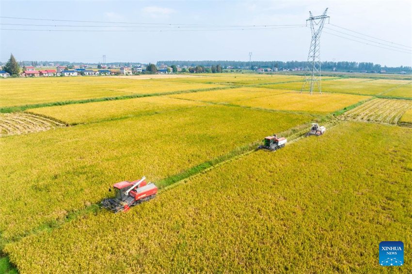 Condado de Nanxian, em Hunan, no centro da China, entra na temporada de colheita
