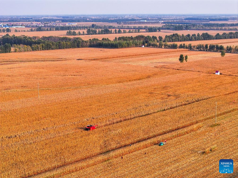 Galeria: cidade de Tongliao entra na esta??o de colheita do milho, Mongólia Interior