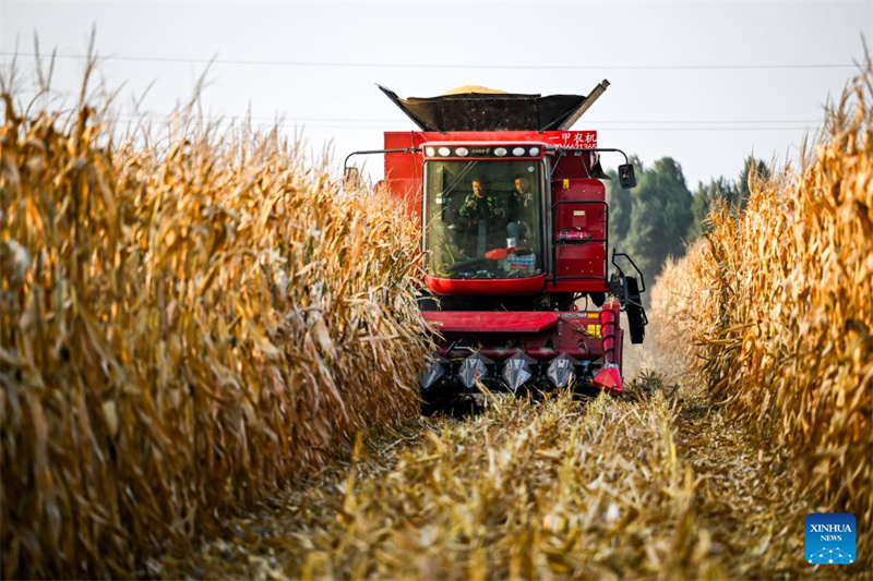 Galeria: cidade de Tongliao entra na esta??o de colheita do milho, Mongólia Interior
