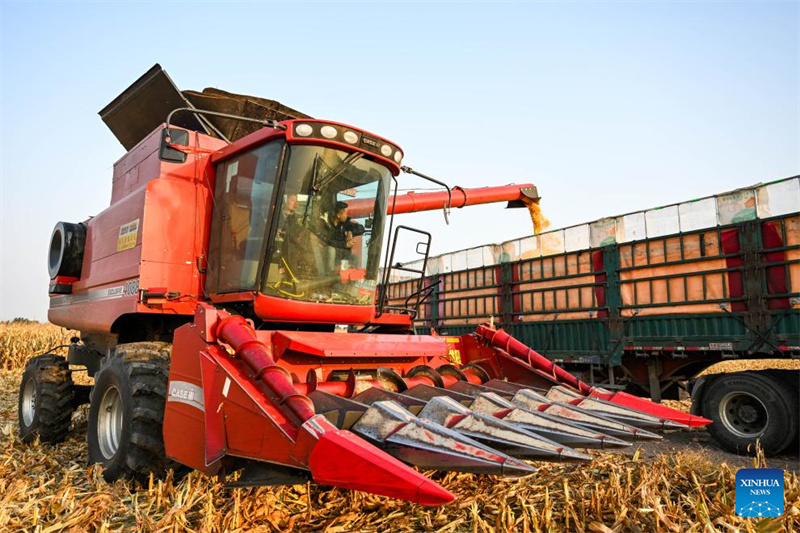 Galeria: cidade de Tongliao entra na esta??o de colheita do milho, Mongólia Interior