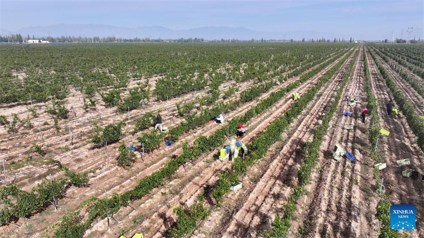Ningxia: vila de Minning prospera em meio à transforma??o ecológica