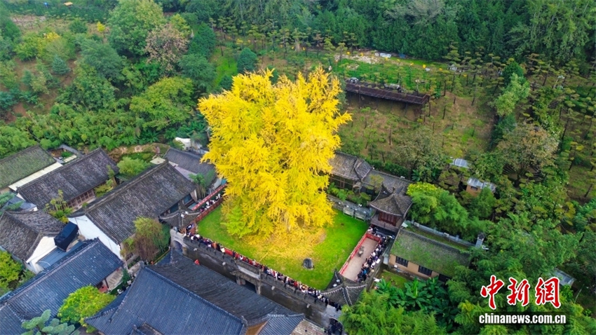 Shaanxi: árvore ginkgo milenária atrai turistas