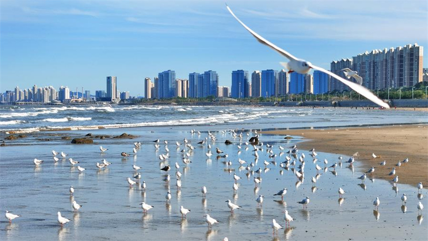 Testemunhando a constru??o de belas baías em Shandong, no leste da China