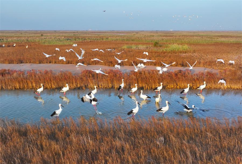 Testemunhando a constru??o de belas baías em Shandong, no leste da China