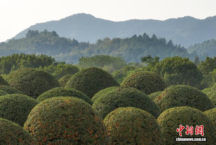 Floresta de osmanthus esféricos atrai visitantes à Zhejiang, no leste da China