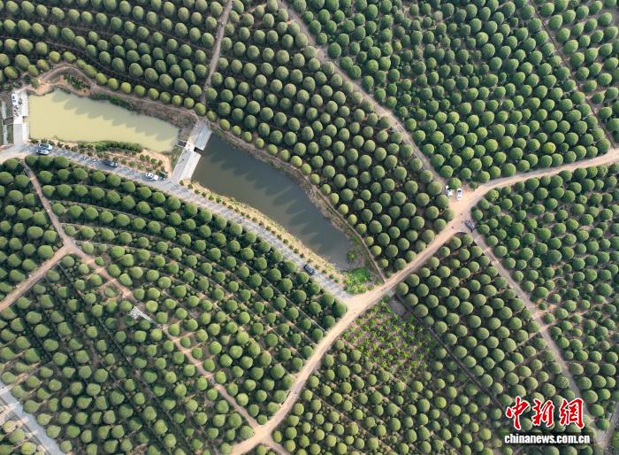 Floresta de osmanthus esféricos atrai visitantes à Zhejiang, no leste da China