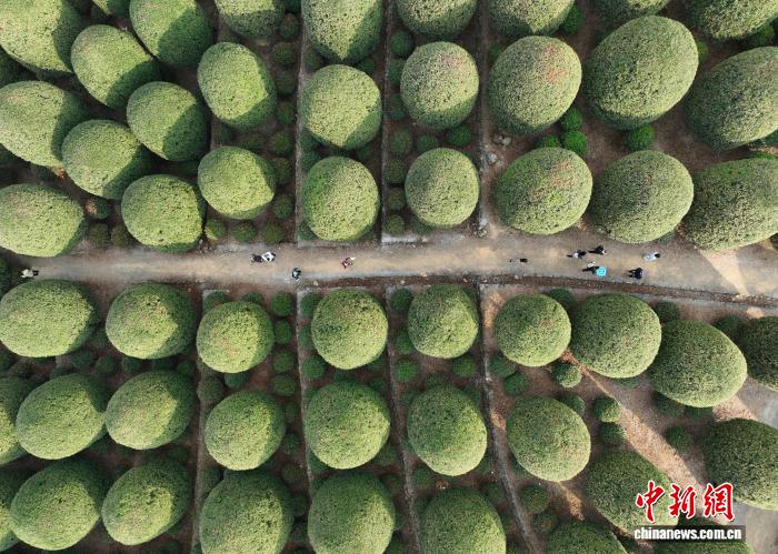 Floresta de osmanthus esféricos atrai visitantes à Zhejiang, no leste da China