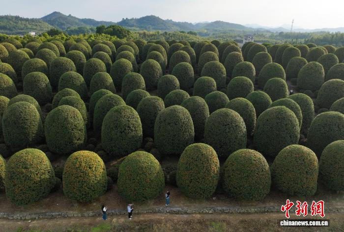 Floresta de osmanthus esféricos atrai visitantes à Zhejiang, no leste da China