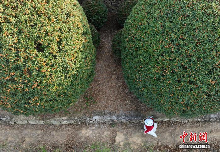 Floresta de osmanthus esféricos atrai visitantes à Zhejiang, no leste da China