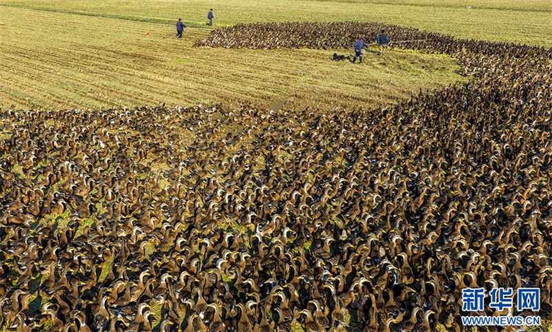 Anhui: cultivo combinado de arroz e cria??o de patos traz dupla colheita