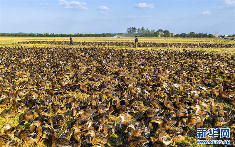 Anhui: cultivo combinado de arroz e cria??o de patos traz dupla colheita