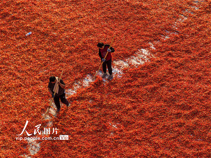 Galeria: agricultores secam pimentas em Anhui, leste da China