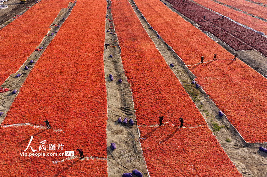 Galeria: agricultores secam pimentas em Anhui, leste da China