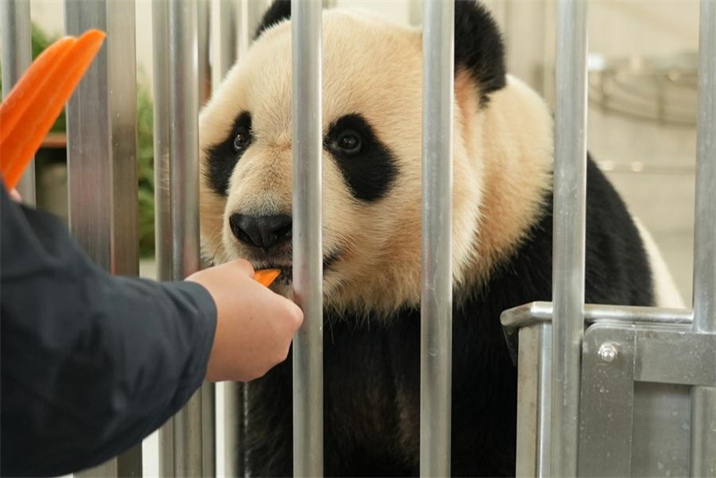 Nova base de pandas inicia opera??o experimental no sudoeste da China