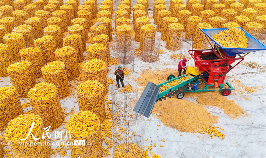 Agricultores aproveitam tempo para armazenamento de milho em Shandong