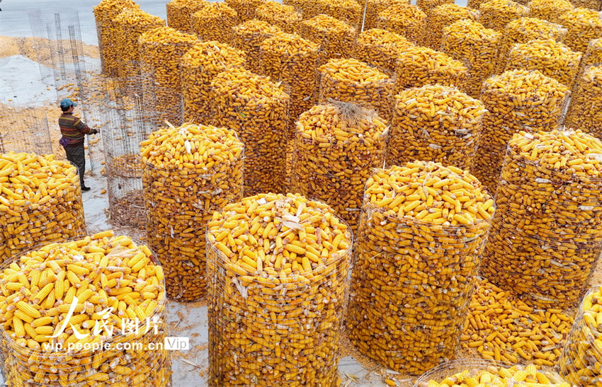 Agricultores aproveitam tempo para armazenamento de milho em Shandong