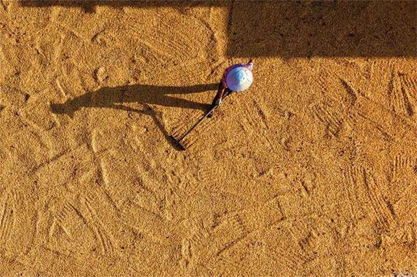 Produ??o de gr?os da China ultrapassa 714 milh?es de toneladas em 2025