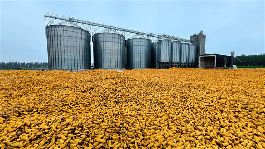 Produ??o de gr?os da China ultrapassa 714 milh?es de toneladas em 2025