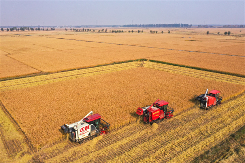 Produ??o de gr?os da China ultrapassa 714 milh?es de toneladas em 2025